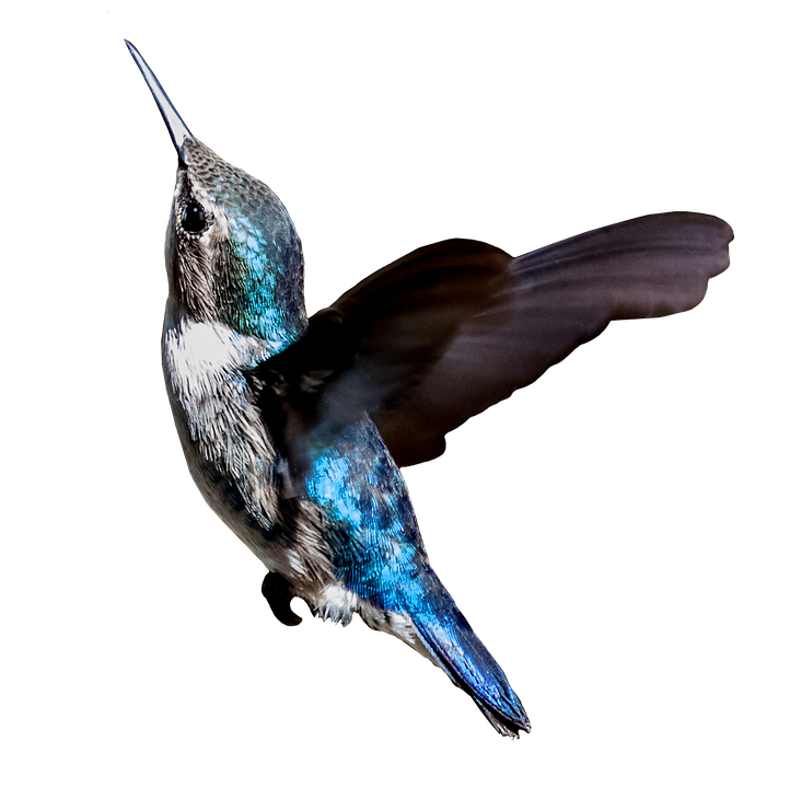 A Hummingbird Flying In The Sky