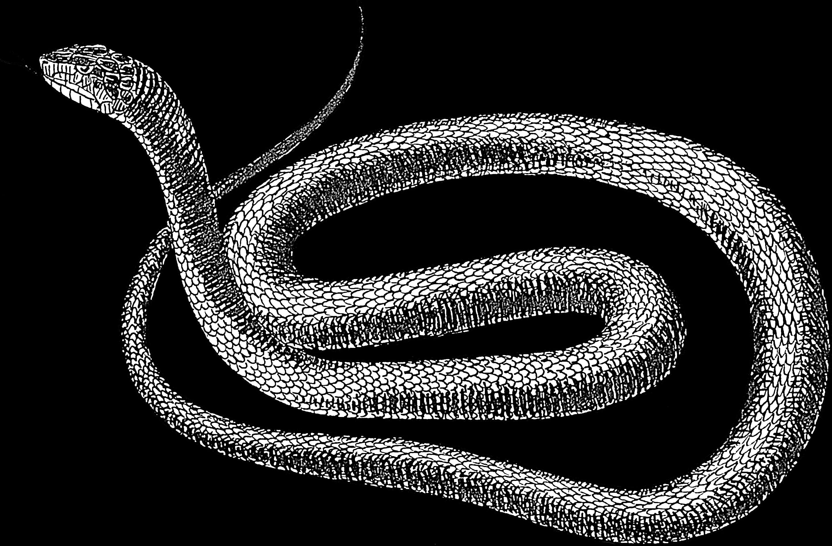 Curious Snake Illustration
