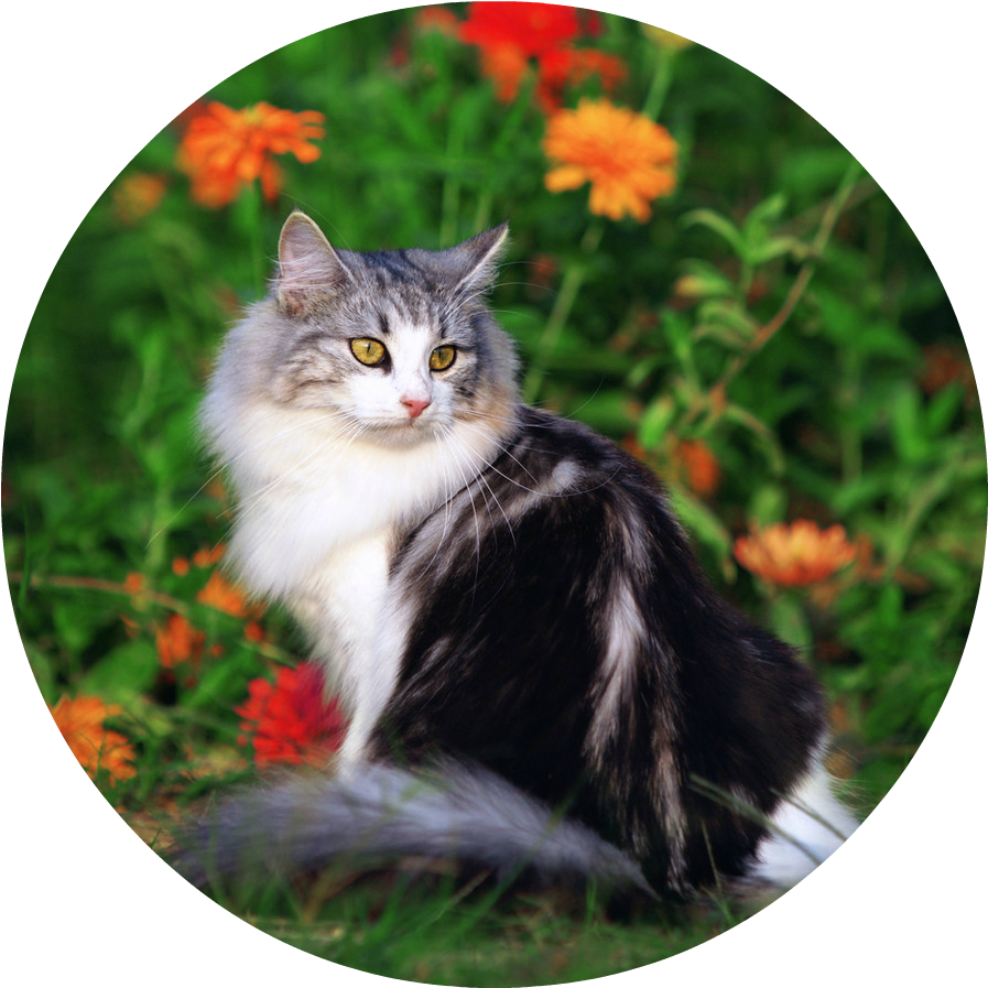Cute Cat Playing In The Beautiful Field Of Flowers - Domestic Long-haired Cat, Hd Png Download