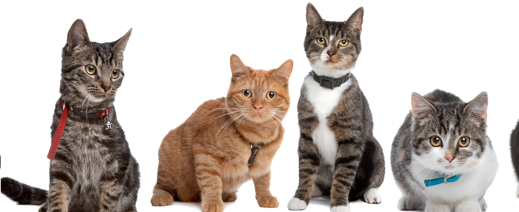 Cute Cat Png High-quality Image, Transparent Png