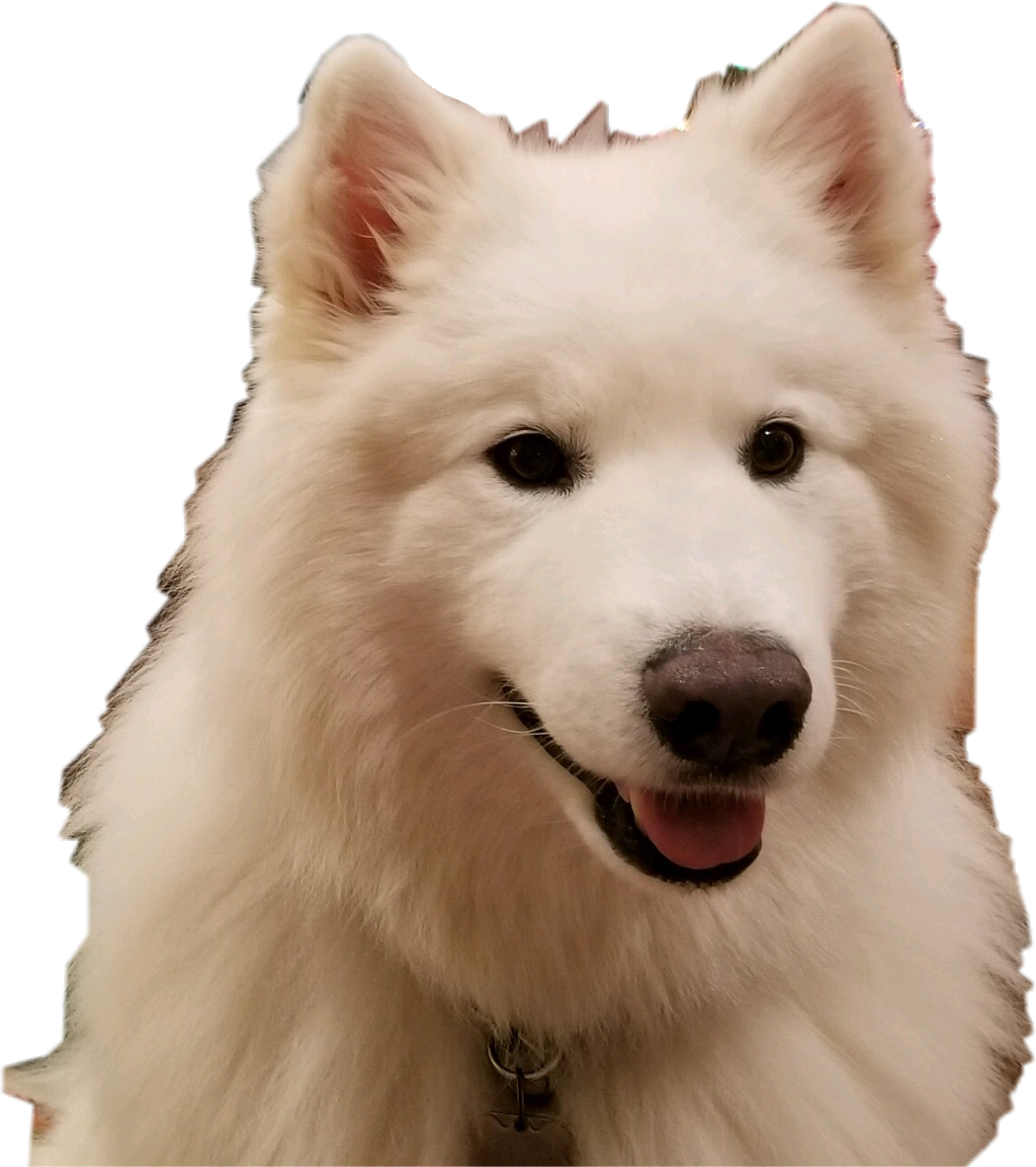 A White Dog With Black Background