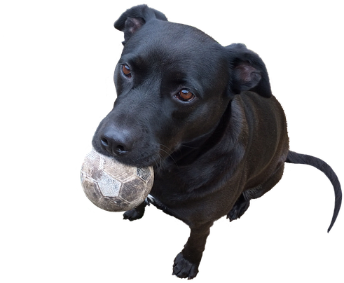 A Dog With A Ball In Its Mouth