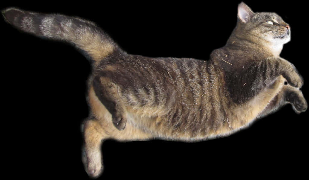 Cute Jumping Cat With Transparent Background