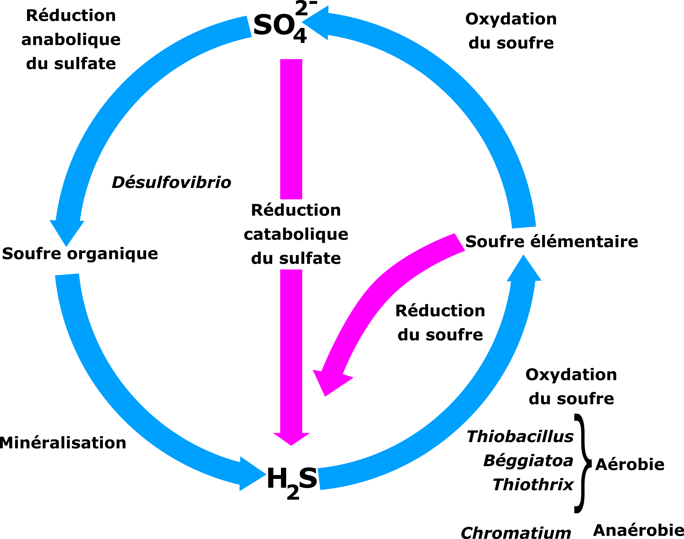 A Blue And Pink Arrows In A Circle