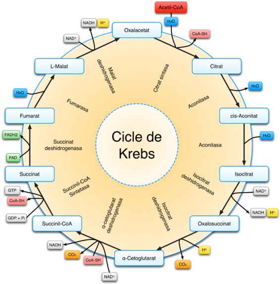 A Diagram Of A Circle With Text And Images