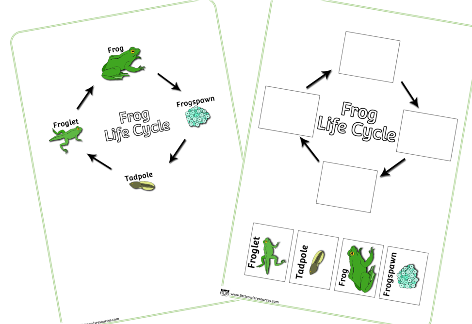 A Diagram Of A Frog Life Cycle