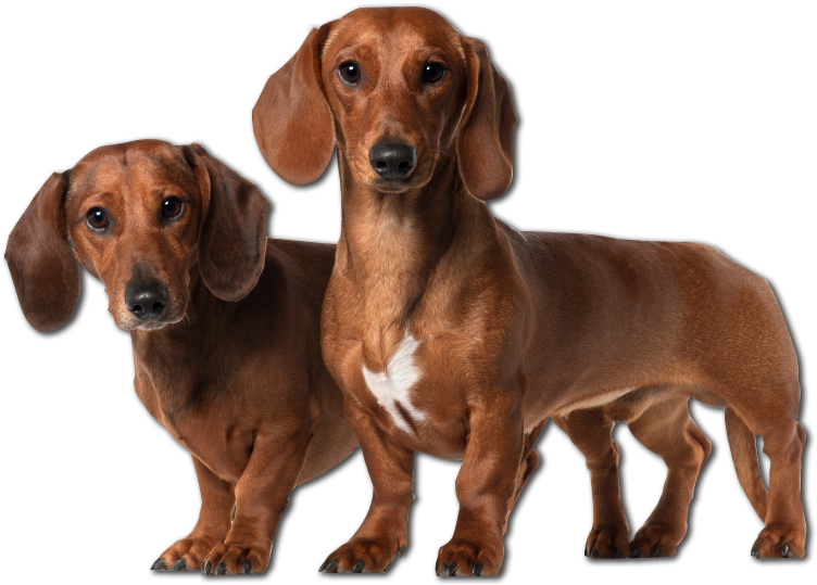 Two Brown Dogs Standing Together