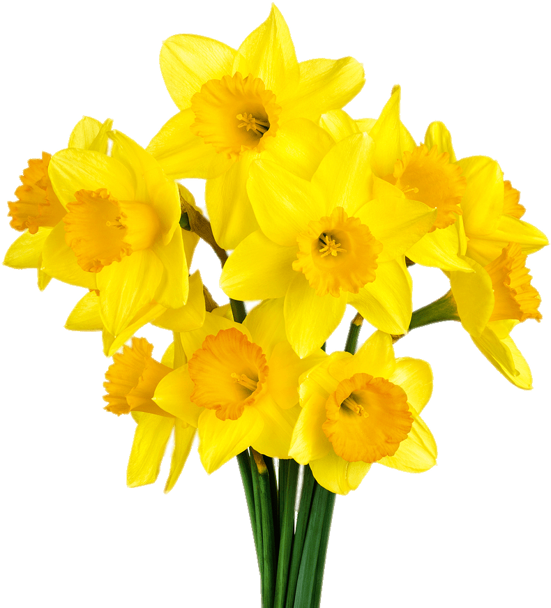 Download A Bouquet Of Yellow Daffodils [100% Free] - FastPNG