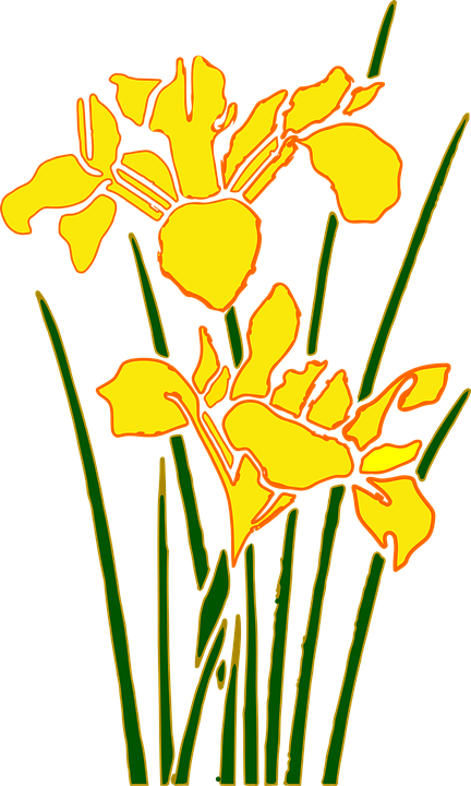 Yellow Flowers On A Black Background