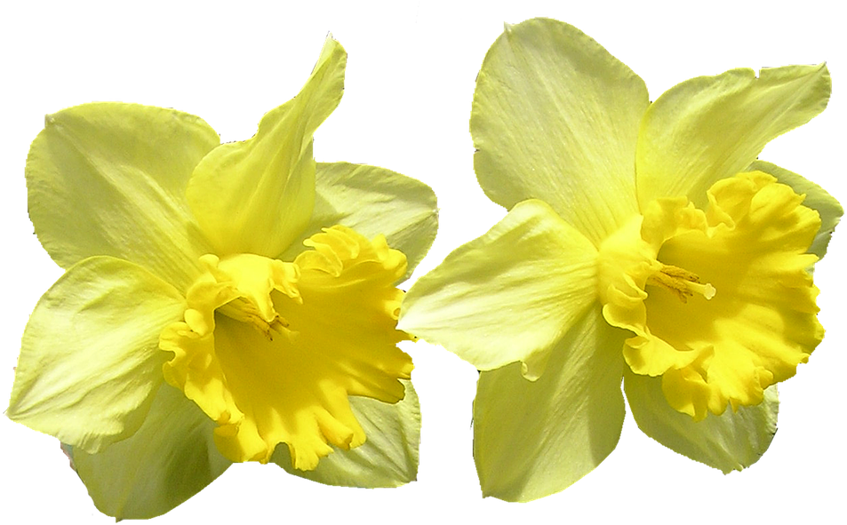 A Close Up Of Two Yellow Flowers