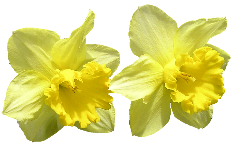 Daffodil Png 960 X 651