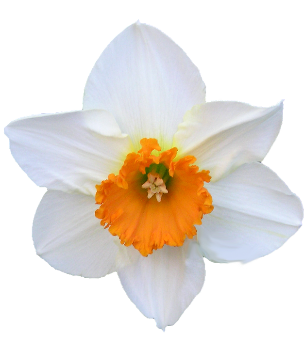 Daffodil Png 626 X 720