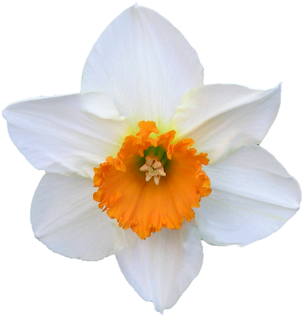 A White And Orange Flower