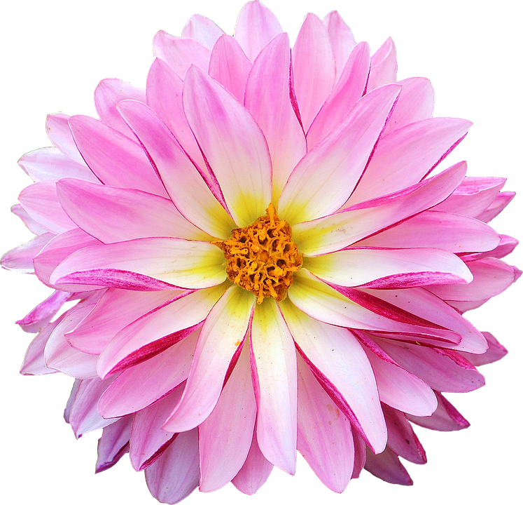 A Pink Flower With Yellow Center