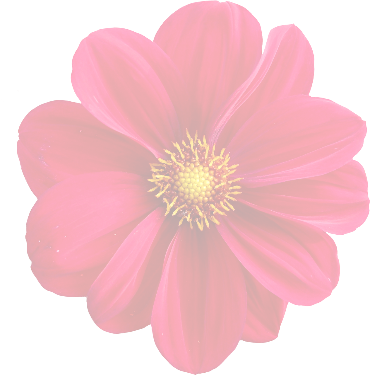 Download A Close Up Of A Flower 100 Free Fastpng 