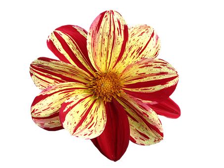 A Red And Yellow Flower