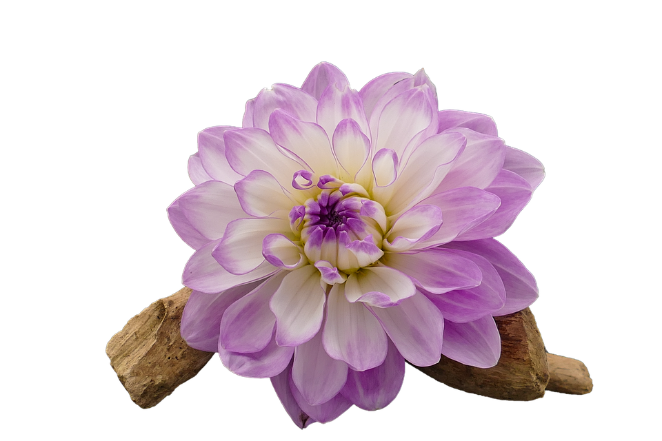 A Purple Flower With A White Center And A Brown Stick