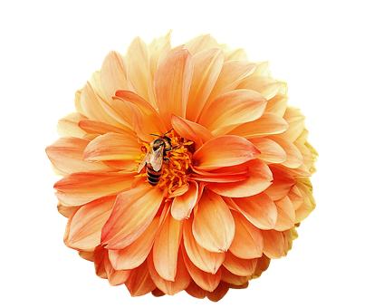 A Bee On A Flower