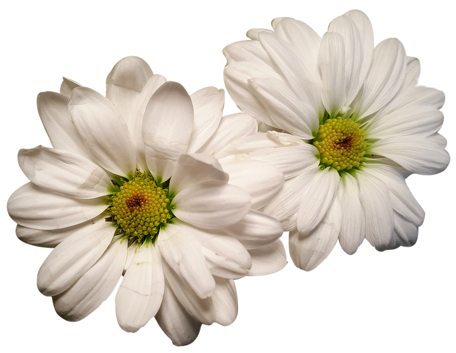 Daisies Png 930 X 720