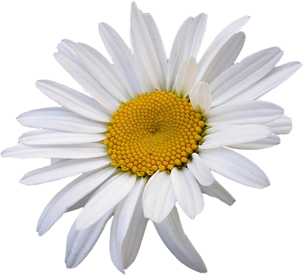 A White And Yellow Flower
