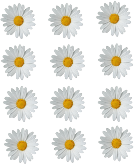 A Group Of White Flowers