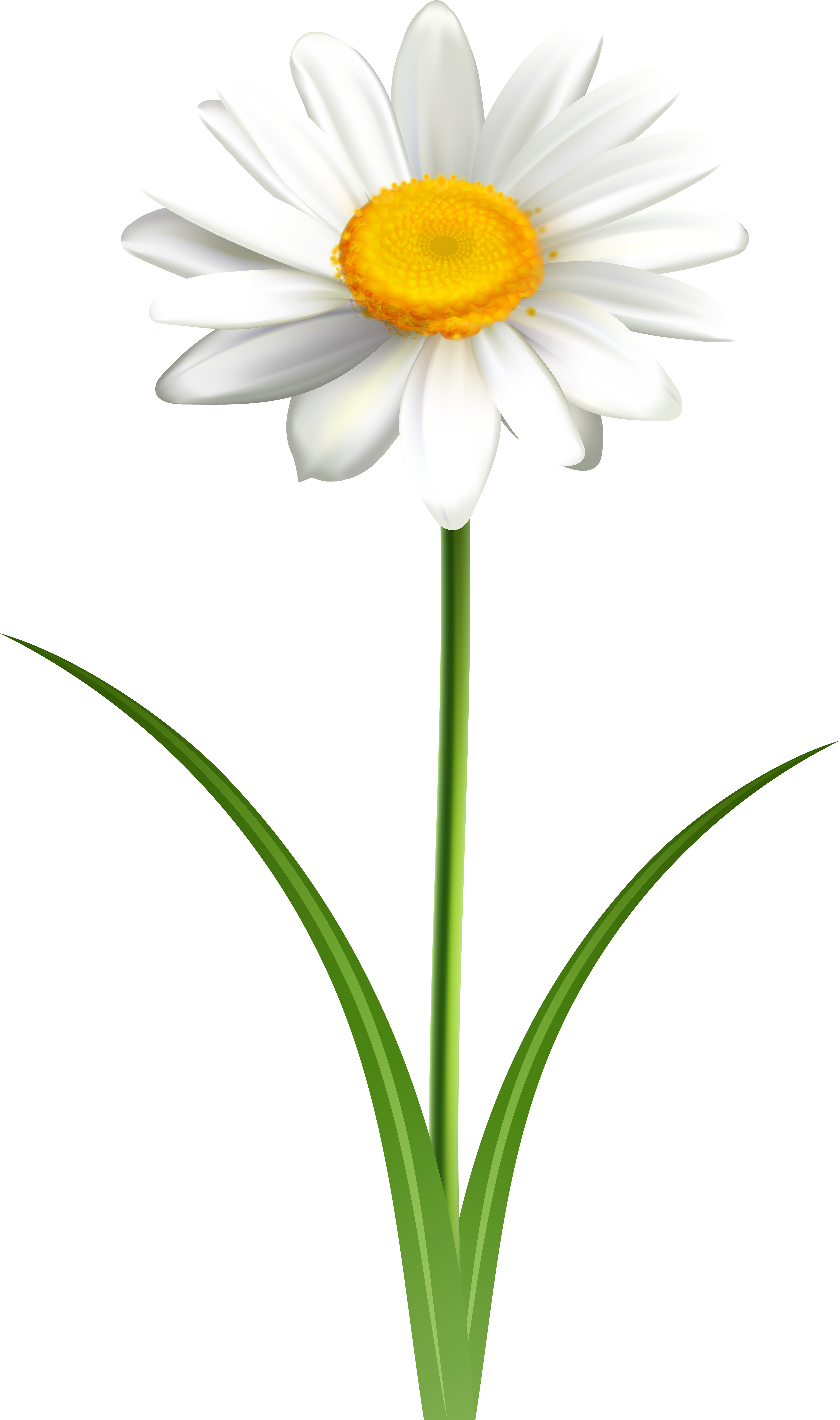A White And Yellow Flower With Green Stems