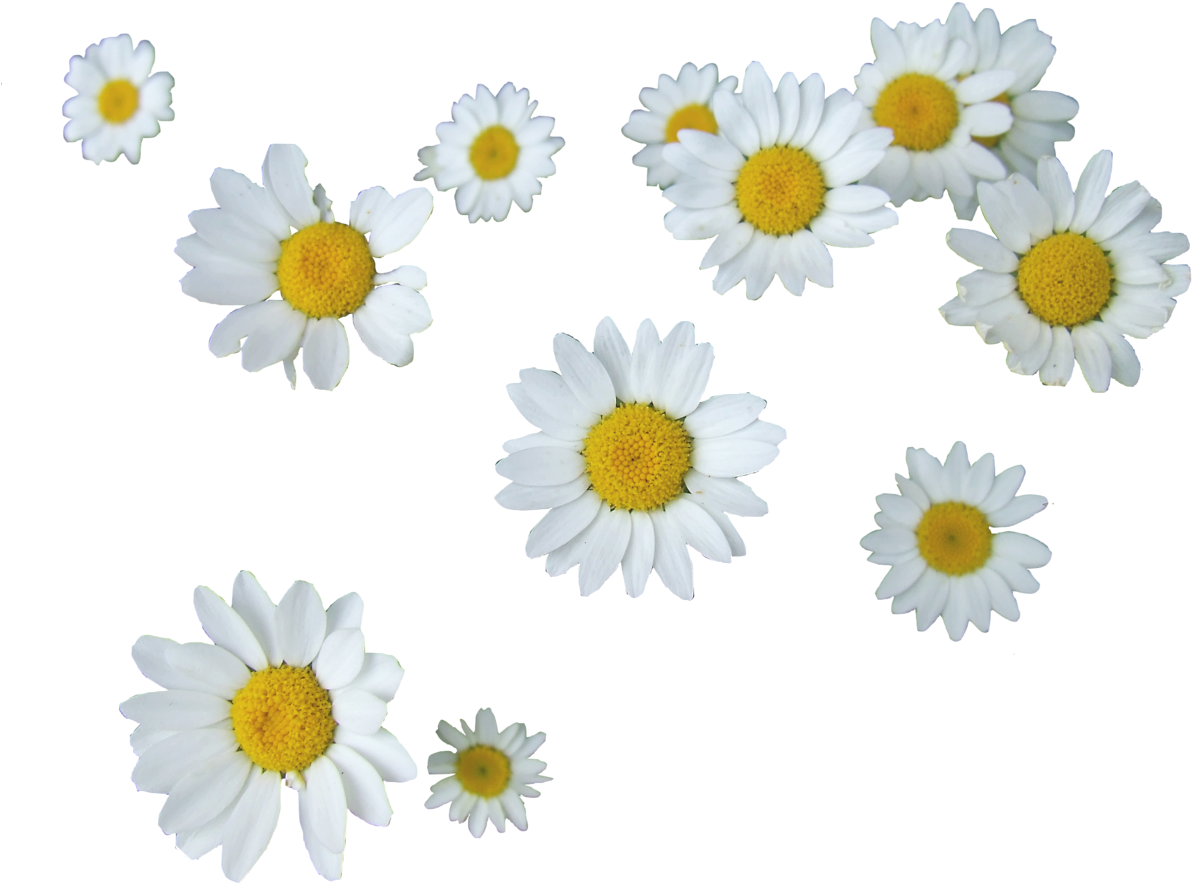 A Group Of White And Yellow Flowers
