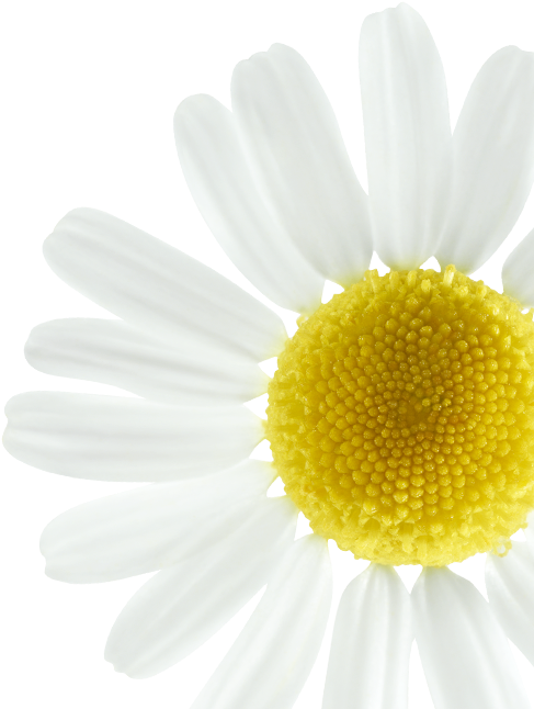 A Close Up Of A Flower