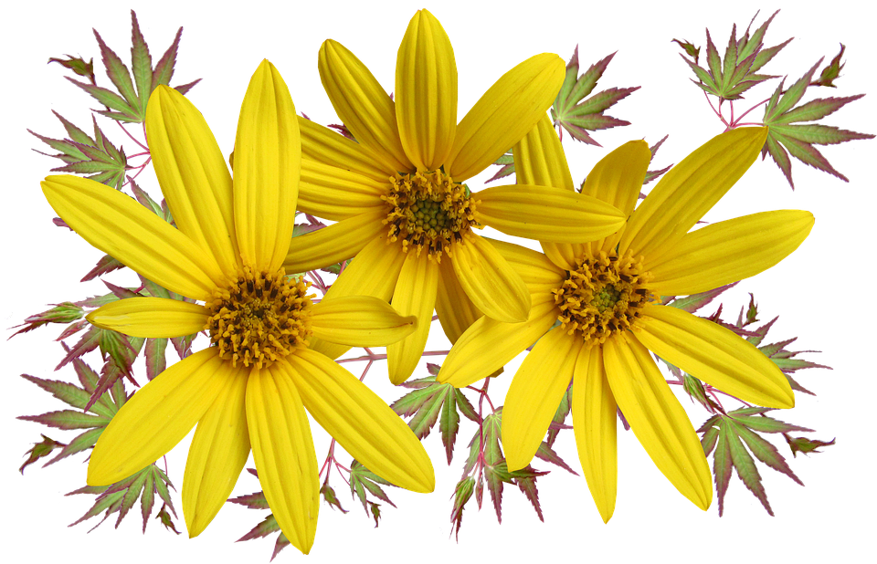 A Group Of Yellow Flowers