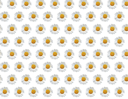 A Pattern Of White Flowers