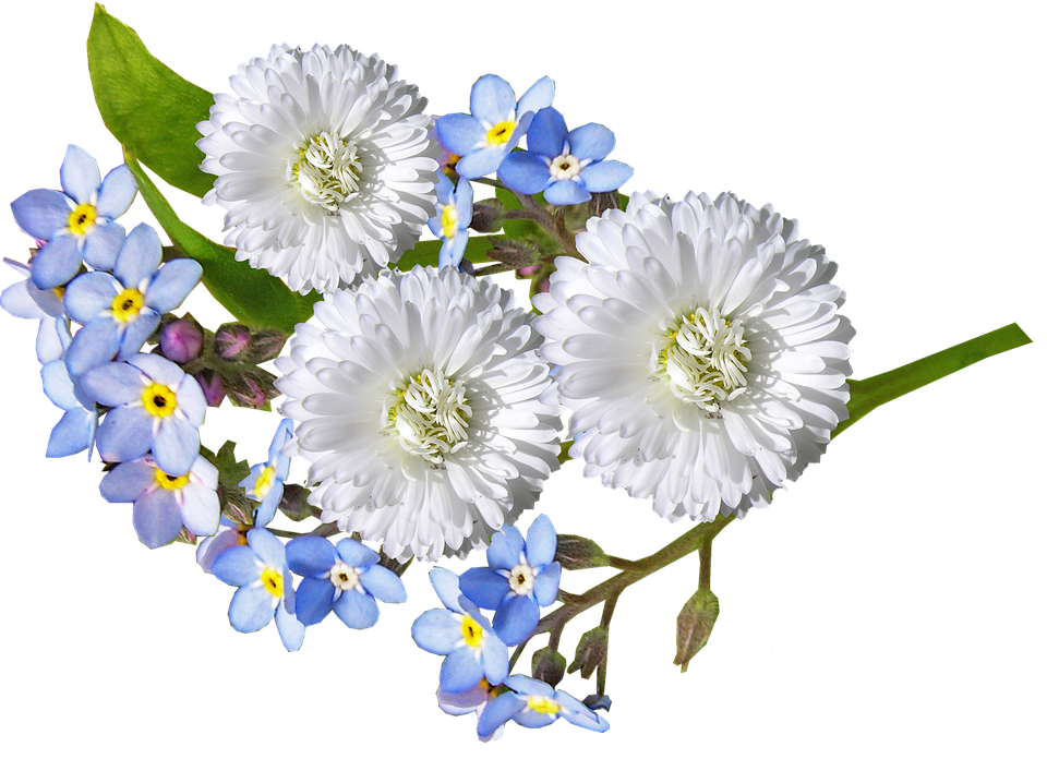 A Group Of White Flowers And Blue Flowers