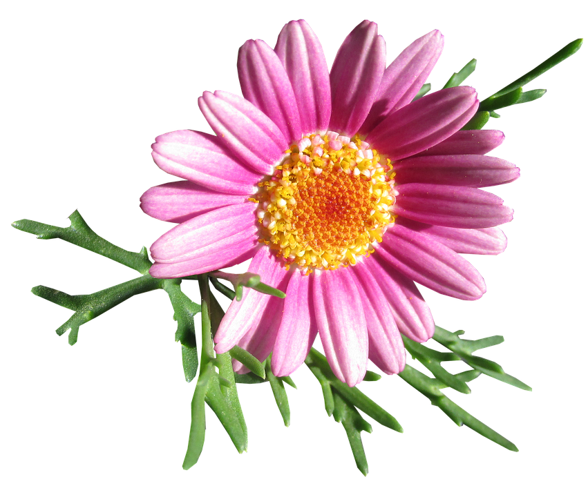 Daisy Png 851 X 720