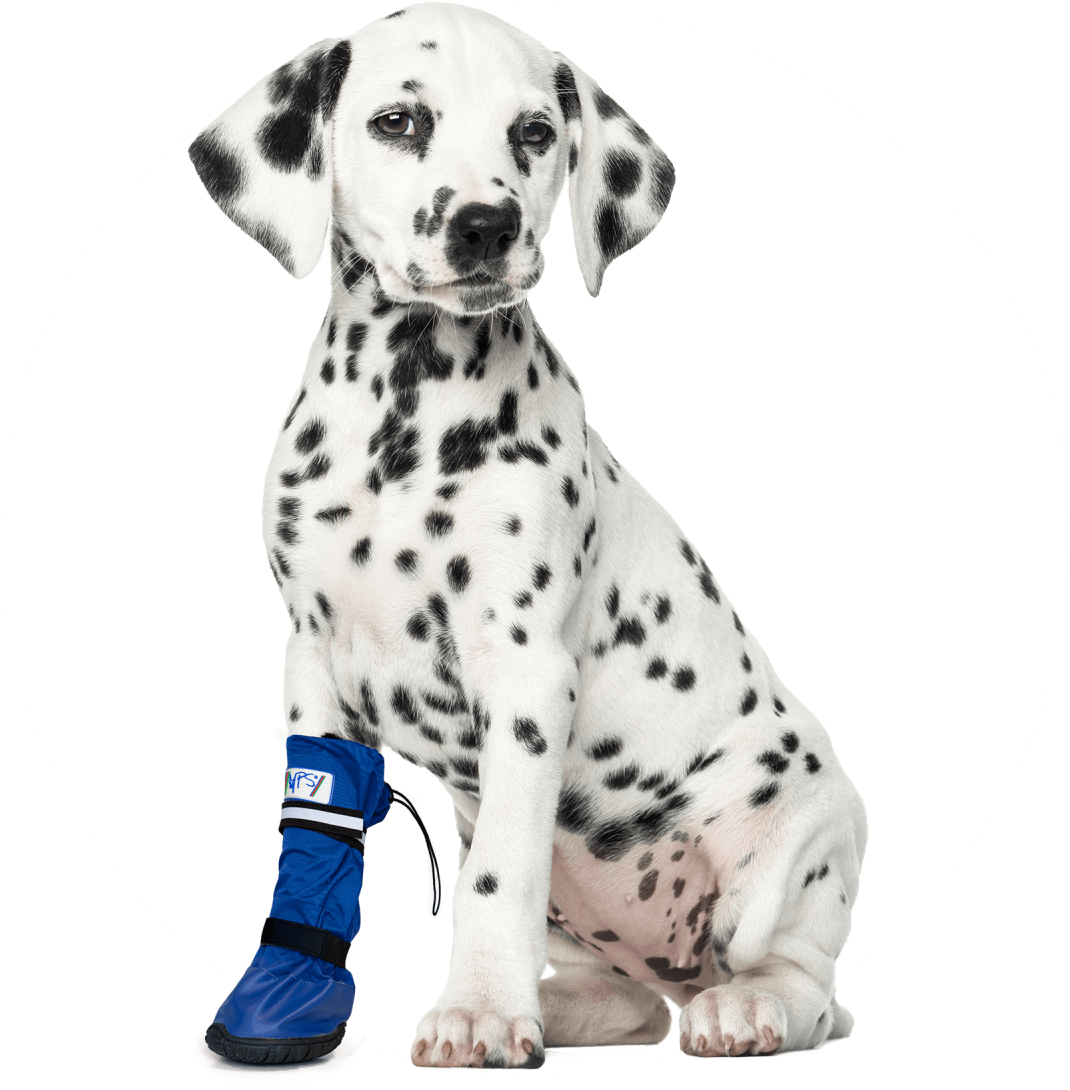 A Dog With Black Spots And A Blue Boot