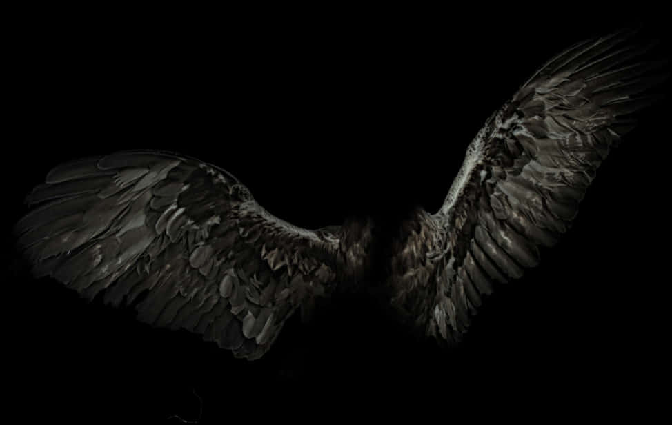 A Close Up Of Wings