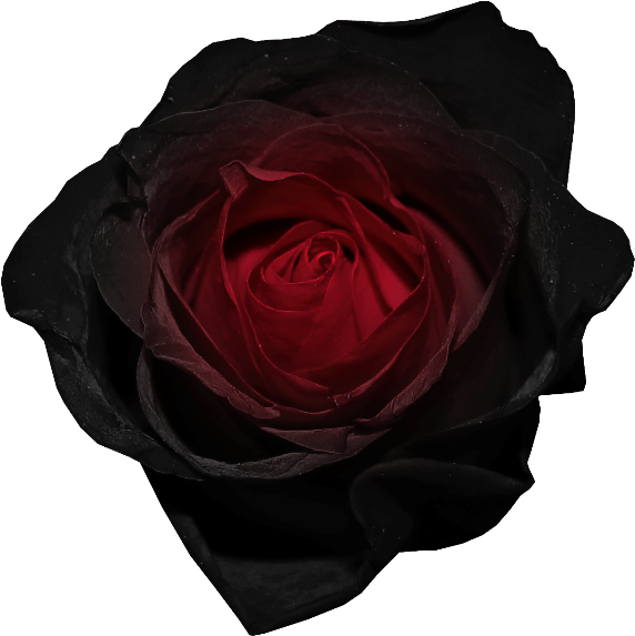 A Close Up Of A Rose