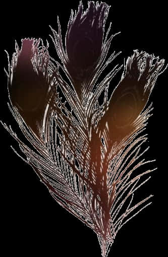 Dark Peacock Feather