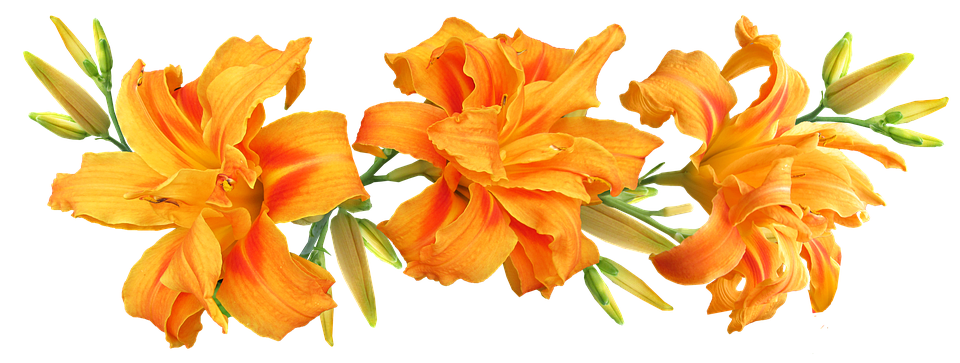 A Close Up Of Orange Flowers