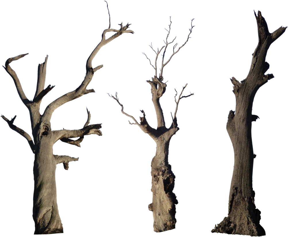 A Group Of Trees