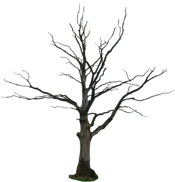 Dead Tree Png 583 X 608