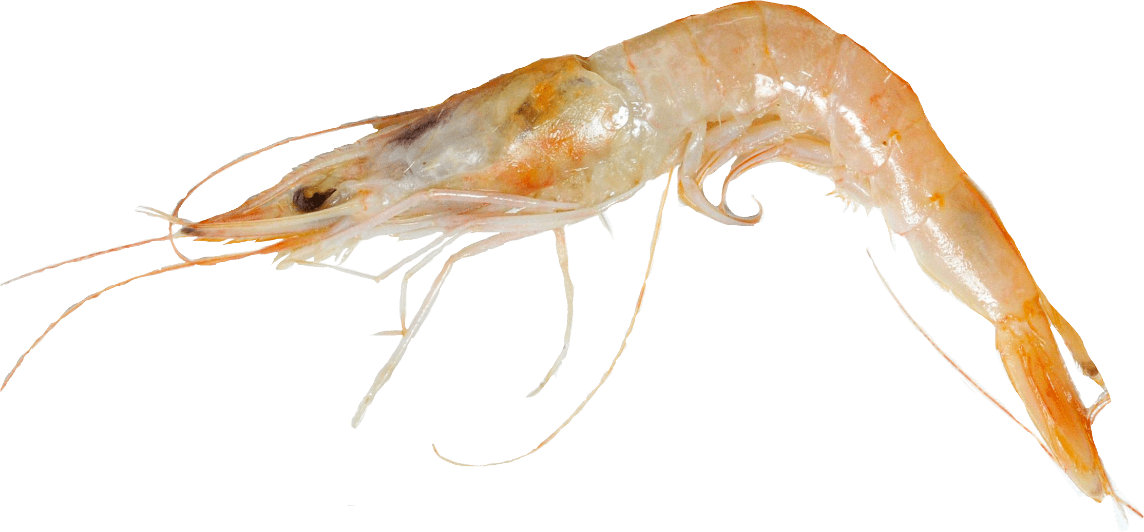 A Shrimp With Long Tails