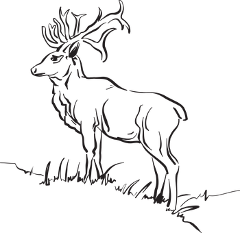 A Black And White Drawing Of A Deer