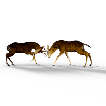 Two Deer Fighting With Antlers