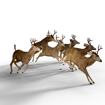 A Group Of Deer Running