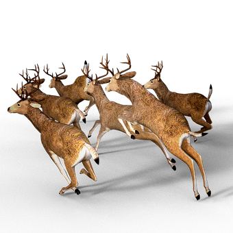A Group Of Deer Running