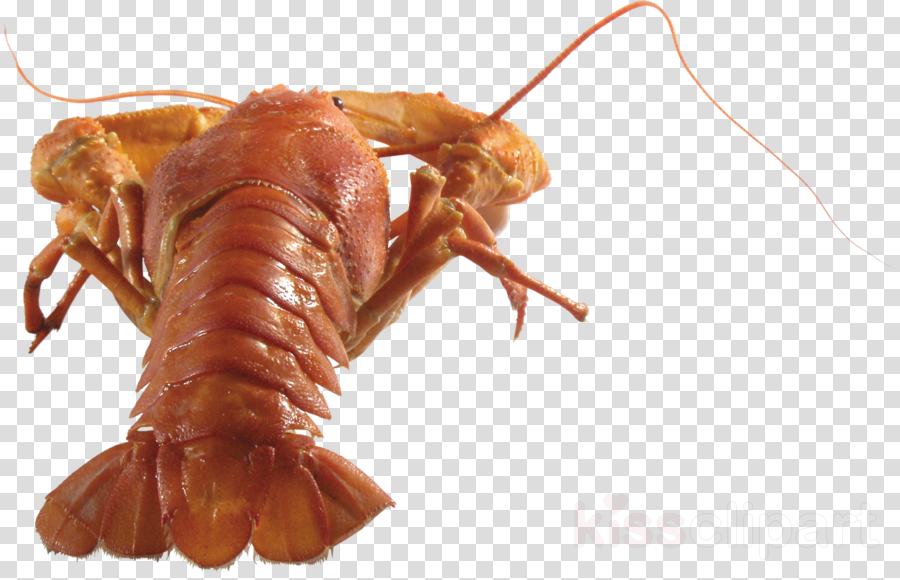 A Cooked Lobster With A Black And White Checkered Background