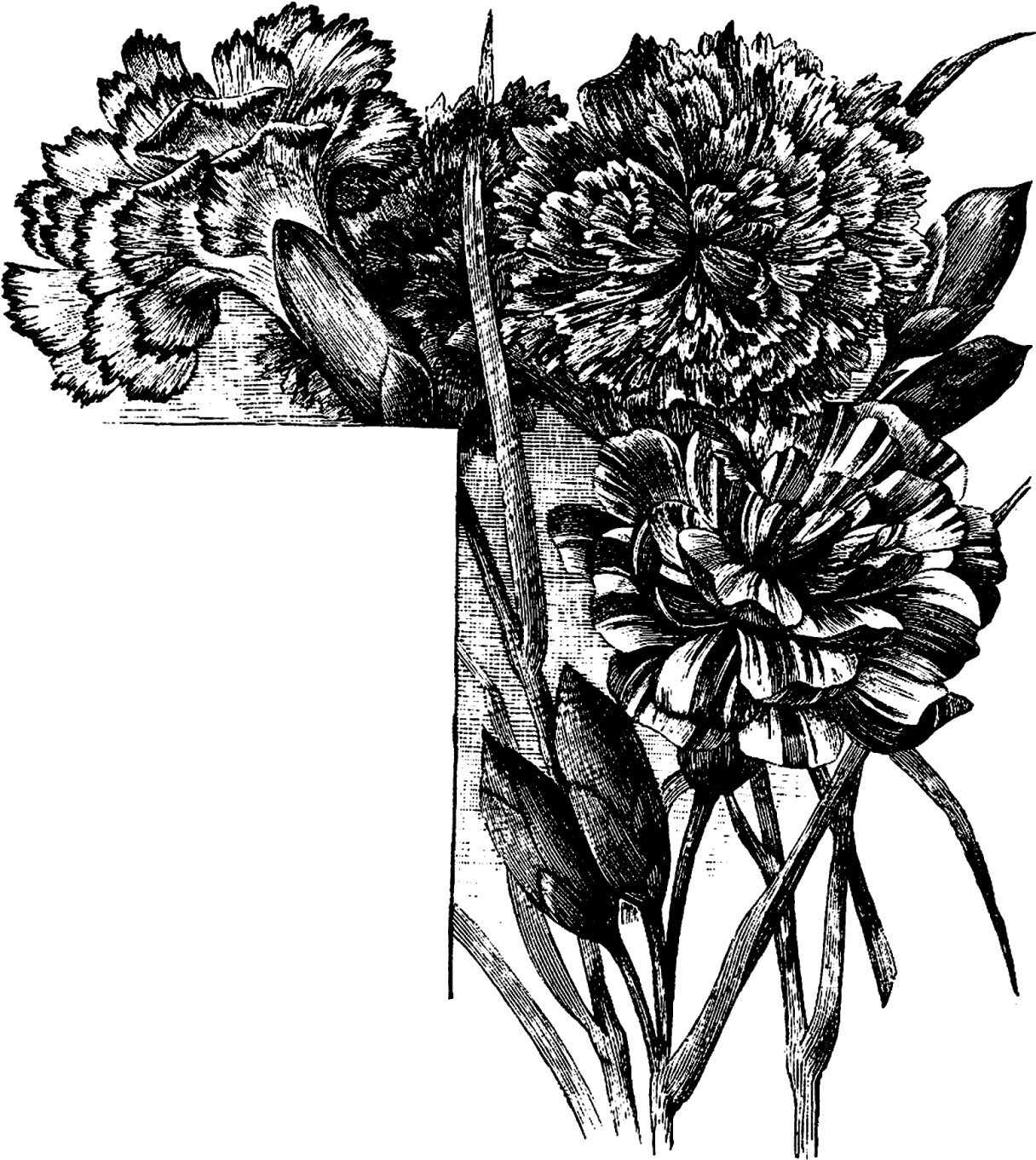 A Black And White Image Of Flowers