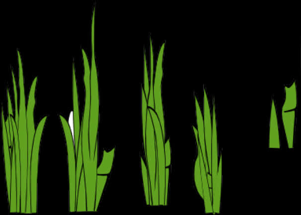 Different Grass Tufts
