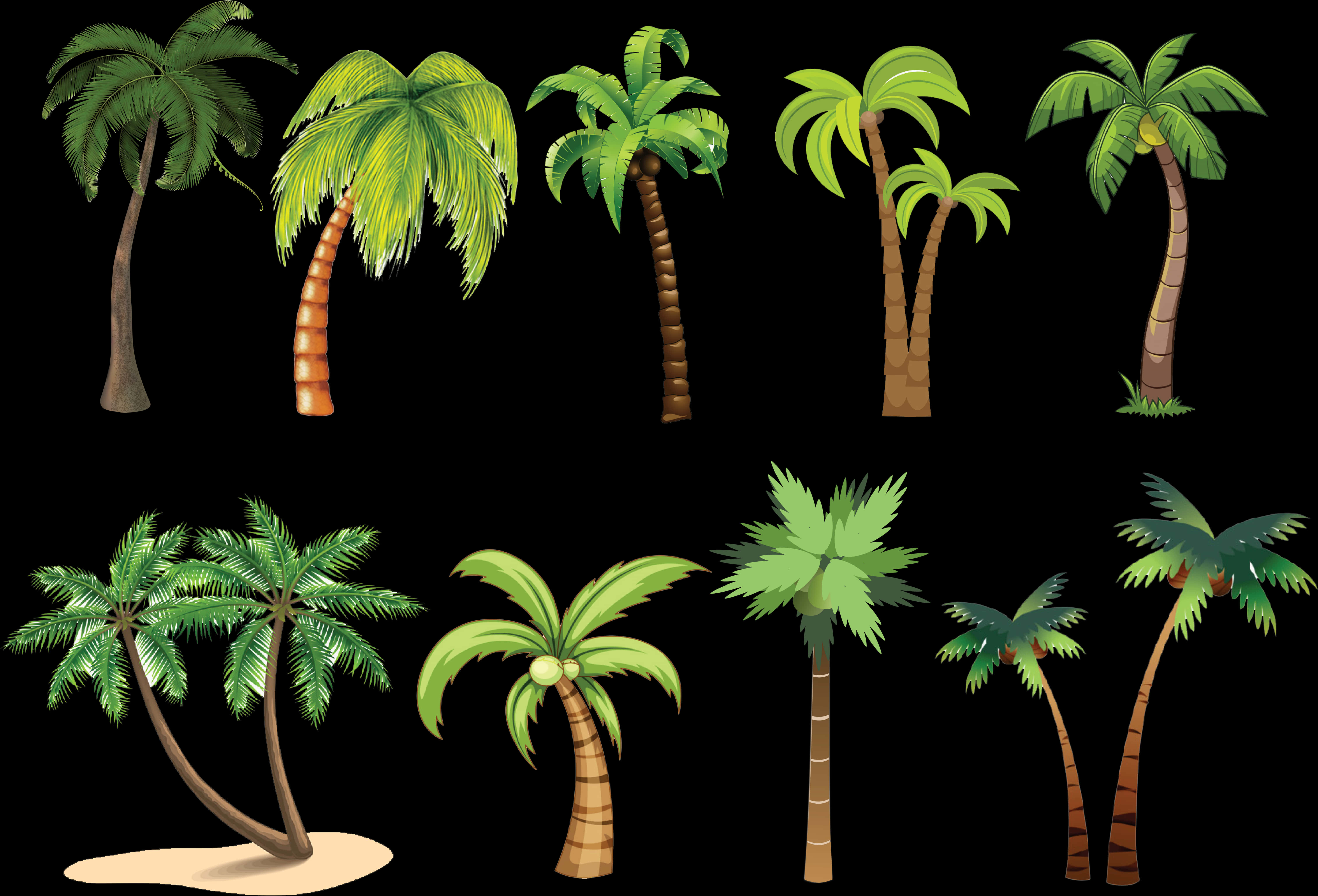 Different Palm Trees