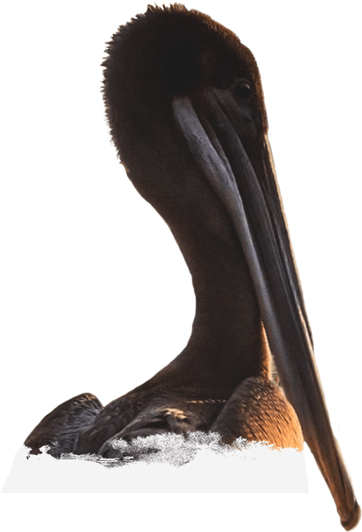 A Brown Bird With Long Beak