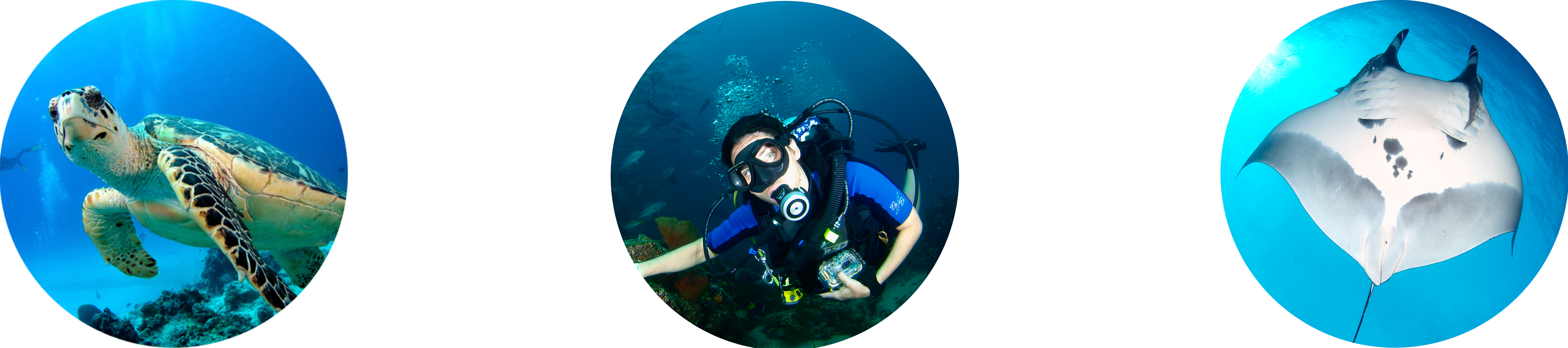 Diver Png 5315 X 1181